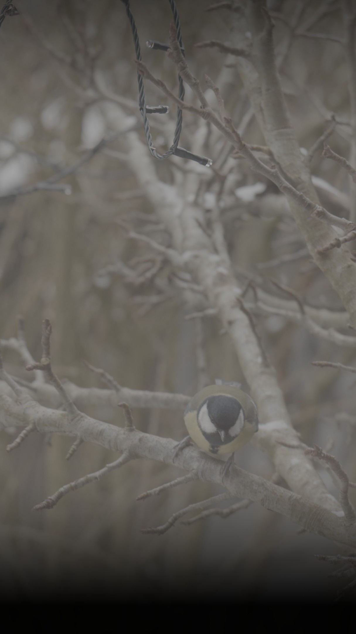 Voegel RAW Kopie Kopie