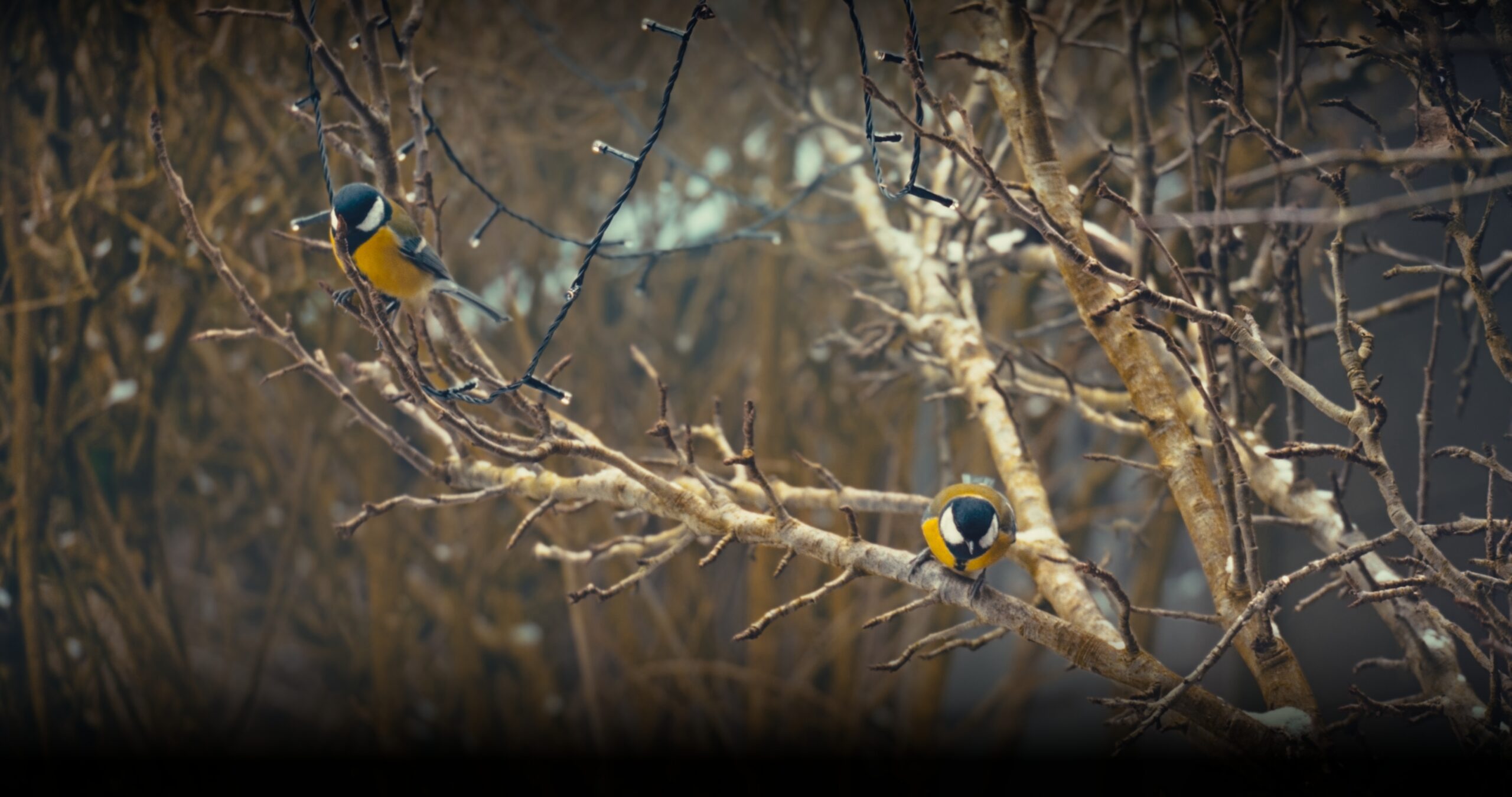 Voegel Graded 2 Scaled