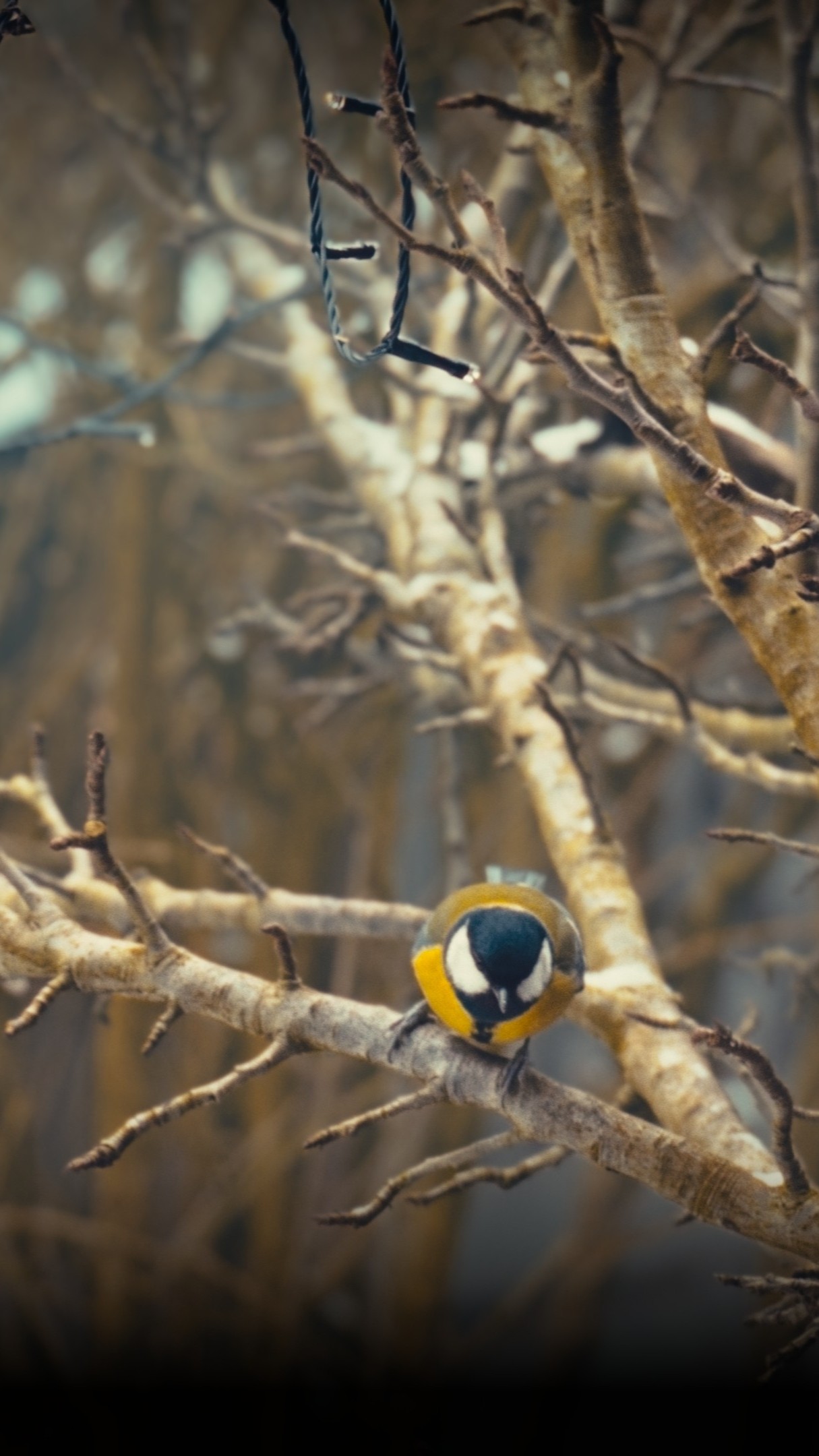 Voegel Graded Kopie Kopie